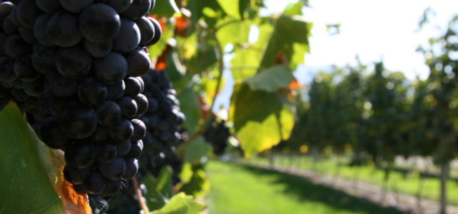 Brisolée et balade dans les vignes Brisolée et balade dans les vignes